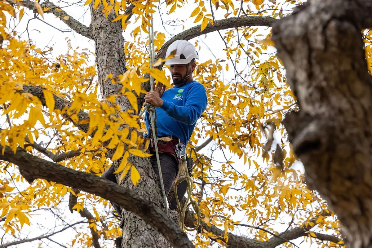 Skilled Storm Damage Cleanup crew working in Elsie
